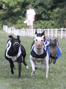 Image 100 in WHIPPET CLUB RACING ASSN. 3RD CHAMPIONSHIPS. 14 AUG 2016