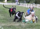 Image 102 in WHIPPET CLUB RACING ASSN. 3RD CHAMPIONSHIPS. 14 AUG 2016