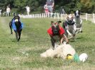 Image 108 in WHIPPET CLUB RACING ASSN. 3RD CHAMPIONSHIPS. 14 AUG 2016