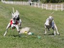 Image 11 in WHIPPET CLUB RACING ASSN. 3RD CHAMPIONSHIPS. 14 AUG 2016