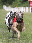 Image 111 in WHIPPET CLUB RACING ASSN. 3RD CHAMPIONSHIPS. 14 AUG 2016