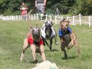 Image 112 in WHIPPET CLUB RACING ASSN. 3RD CHAMPIONSHIPS. 14 AUG 2016