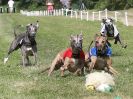 Image 113 in WHIPPET CLUB RACING ASSN. 3RD CHAMPIONSHIPS. 14 AUG 2016