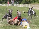 Image 114 in WHIPPET CLUB RACING ASSN. 3RD CHAMPIONSHIPS. 14 AUG 2016