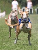 Image 117 in WHIPPET CLUB RACING ASSN. 3RD CHAMPIONSHIPS. 14 AUG 2016