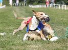 Image 118 in WHIPPET CLUB RACING ASSN. 3RD CHAMPIONSHIPS. 14 AUG 2016