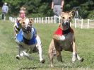 Image 119 in WHIPPET CLUB RACING ASSN. 3RD CHAMPIONSHIPS. 14 AUG 2016