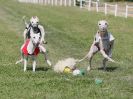 Image 12 in WHIPPET CLUB RACING ASSN. 3RD CHAMPIONSHIPS. 14 AUG 2016