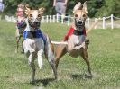 Image 120 in WHIPPET CLUB RACING ASSN. 3RD CHAMPIONSHIPS. 14 AUG 2016