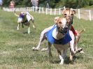 Image 121 in WHIPPET CLUB RACING ASSN. 3RD CHAMPIONSHIPS. 14 AUG 2016