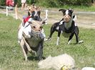 Image 124 in WHIPPET CLUB RACING ASSN. 3RD CHAMPIONSHIPS. 14 AUG 2016