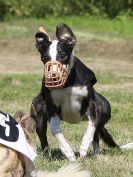 Image 126 in WHIPPET CLUB RACING ASSN. 3RD CHAMPIONSHIPS. 14 AUG 2016