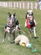 Image 127 in WHIPPET CLUB RACING ASSN. 3RD CHAMPIONSHIPS. 14 AUG 2016