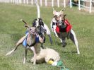 Image 128 in WHIPPET CLUB RACING ASSN. 3RD CHAMPIONSHIPS. 14 AUG 2016