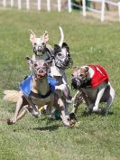 Image 129 in WHIPPET CLUB RACING ASSN. 3RD CHAMPIONSHIPS. 14 AUG 2016