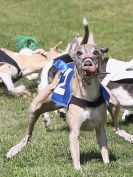 Image 130 in WHIPPET CLUB RACING ASSN. 3RD CHAMPIONSHIPS. 14 AUG 2016