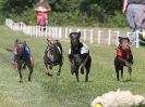 Image 131 in WHIPPET CLUB RACING ASSN. 3RD CHAMPIONSHIPS. 14 AUG 2016