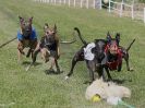 Image 132 in WHIPPET CLUB RACING ASSN. 3RD CHAMPIONSHIPS. 14 AUG 2016