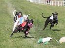 Image 135 in WHIPPET CLUB RACING ASSN. 3RD CHAMPIONSHIPS. 14 AUG 2016