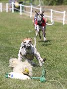 Image 138 in WHIPPET CLUB RACING ASSN. 3RD CHAMPIONSHIPS. 14 AUG 2016