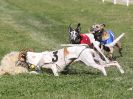 Image 139 in WHIPPET CLUB RACING ASSN. 3RD CHAMPIONSHIPS. 14 AUG 2016