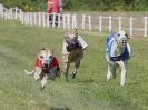 Image 140 in WHIPPET CLUB RACING ASSN. 3RD CHAMPIONSHIPS. 14 AUG 2016