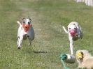 Image 142 in WHIPPET CLUB RACING ASSN. 3RD CHAMPIONSHIPS. 14 AUG 2016