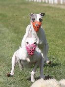 Image 145 in WHIPPET CLUB RACING ASSN. 3RD CHAMPIONSHIPS. 14 AUG 2016