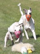 Image 146 in WHIPPET CLUB RACING ASSN. 3RD CHAMPIONSHIPS. 14 AUG 2016