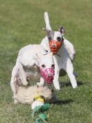 Image 147 in WHIPPET CLUB RACING ASSN. 3RD CHAMPIONSHIPS. 14 AUG 2016