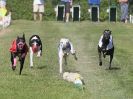 Image 15 in WHIPPET CLUB RACING ASSN. 3RD CHAMPIONSHIPS. 14 AUG 2016