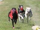 Image 16 in WHIPPET CLUB RACING ASSN. 3RD CHAMPIONSHIPS. 14 AUG 2016