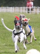 Image 167 in WHIPPET CLUB RACING ASSN. 3RD CHAMPIONSHIPS. 14 AUG 2016