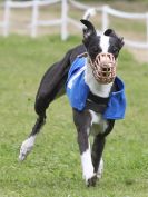 Image 168 in WHIPPET CLUB RACING ASSN. 3RD CHAMPIONSHIPS. 14 AUG 2016