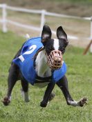 Image 169 in WHIPPET CLUB RACING ASSN. 3RD CHAMPIONSHIPS. 14 AUG 2016