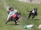 Image 17 in WHIPPET CLUB RACING ASSN. 3RD CHAMPIONSHIPS. 14 AUG 2016