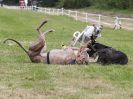 Image 172 in WHIPPET CLUB RACING ASSN. 3RD CHAMPIONSHIPS. 14 AUG 2016