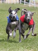 Image 176 in WHIPPET CLUB RACING ASSN. 3RD CHAMPIONSHIPS. 14 AUG 2016
