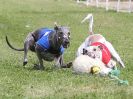 Image 178 in WHIPPET CLUB RACING ASSN. 3RD CHAMPIONSHIPS. 14 AUG 2016