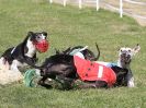 Image 19 in WHIPPET CLUB RACING ASSN. 3RD CHAMPIONSHIPS. 14 AUG 2016