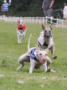 Image 26 in WHIPPET CLUB RACING ASSN. 3RD CHAMPIONSHIPS. 14 AUG 2016