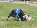 Image 31 in WHIPPET CLUB RACING ASSN. 3RD CHAMPIONSHIPS. 14 AUG 2016