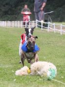 Image 33 in WHIPPET CLUB RACING ASSN. 3RD CHAMPIONSHIPS. 14 AUG 2016