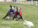 Image 40 in WHIPPET CLUB RACING ASSN. 3RD CHAMPIONSHIPS. 14 AUG 2016