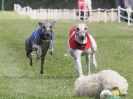 Image 42 in WHIPPET CLUB RACING ASSN. 3RD CHAMPIONSHIPS. 14 AUG 2016