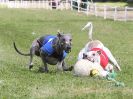 Image 43 in WHIPPET CLUB RACING ASSN. 3RD CHAMPIONSHIPS. 14 AUG 2016