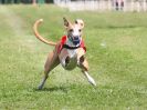 Image 46 in WHIPPET CLUB RACING ASSN. 3RD CHAMPIONSHIPS. 14 AUG 2016