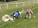 Image 49 in WHIPPET CLUB RACING ASSN. 3RD CHAMPIONSHIPS. 14 AUG 2016