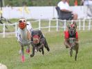 Image 50 in WHIPPET CLUB RACING ASSN. 3RD CHAMPIONSHIPS. 14 AUG 2016