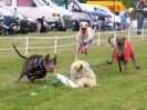 Image 51 in WHIPPET CLUB RACING ASSN. 3RD CHAMPIONSHIPS. 14 AUG 2016